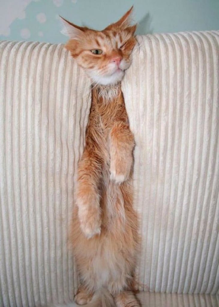 Кошка родила под диваном