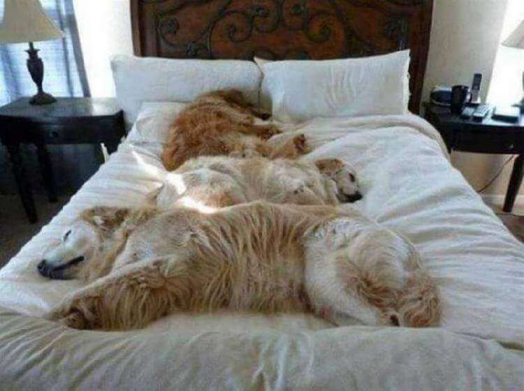 Двадцать собак устроившихся в кровати хозяина
