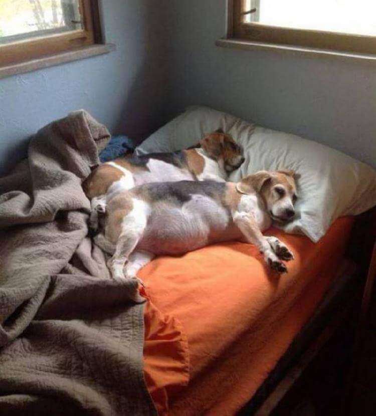 Двадцать собак устроившихся в кровати хозяина