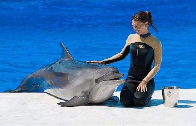 Удовольствие с дельфином. Человек Дельфин. Дельфины и люди. Дельфин рядом с человеком. Фотосессия с дельфинами.