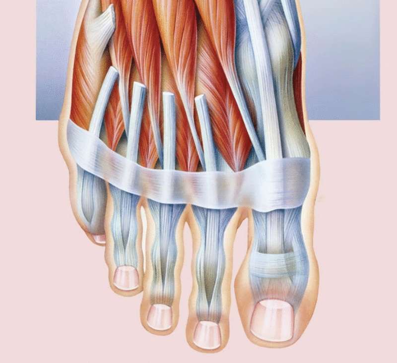 Холодные руки и ноги — Густая кровь — Лаванда
