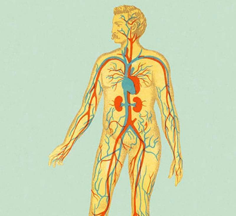 Сосудистая система человека. Сосудистая система человека в картинках. Мышечная и кровеносная система человека. Сосудистая система человека высокой качества. Многокислотные сосуды.
