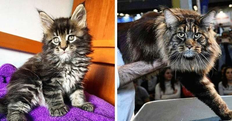 Самый худой кот в мире фото