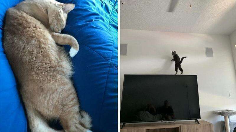 Коты это суперпозвоночники и упоротость. 20 фото — Лаванда