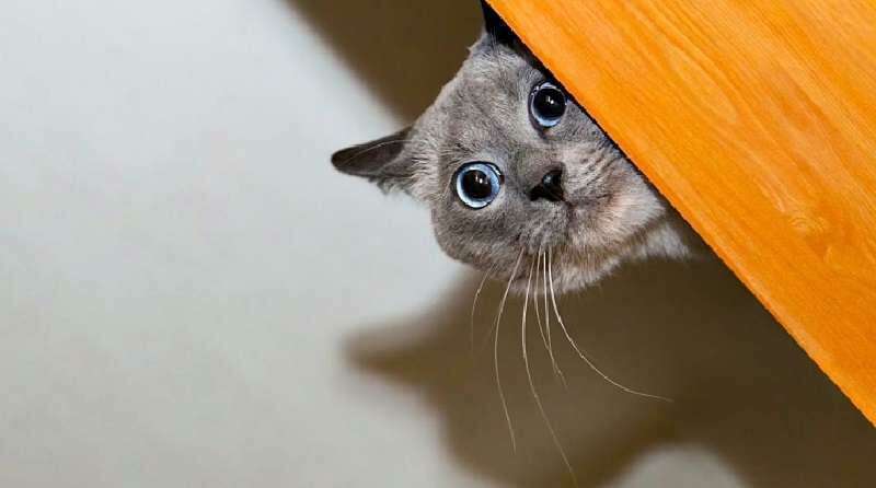 Кота тревога. Тревожный кот. Тревога кот. Треугольный кот. Кот между тканью.